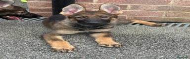 German Shepherd 4