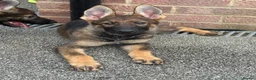 German Shepherd dogs for sale: Exceptional KC Reg Czech Working Line GSD Puppies - Advert 3