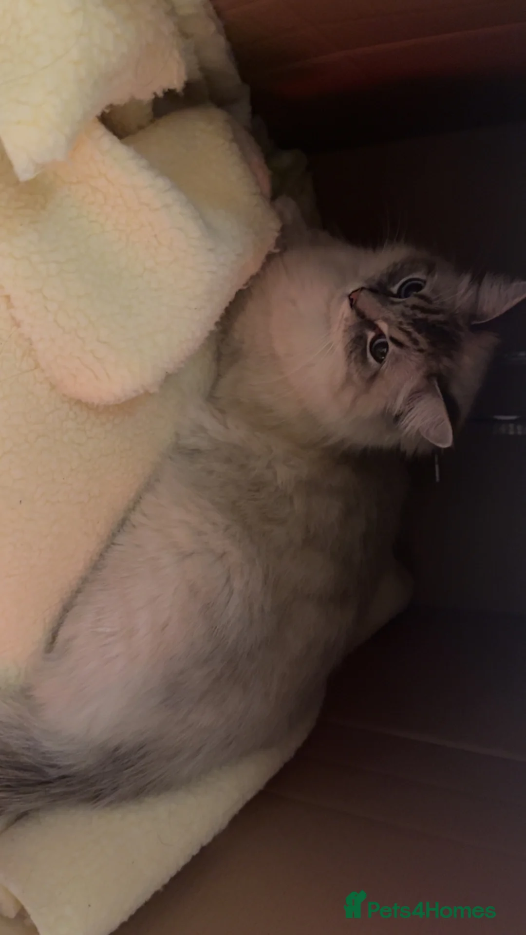 Ragdoll cats for sale: Ragdoll kittens - Advert 2