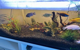 Cichlids fish for sale: Approx 25 cichlids of varying sizes  - Image 6