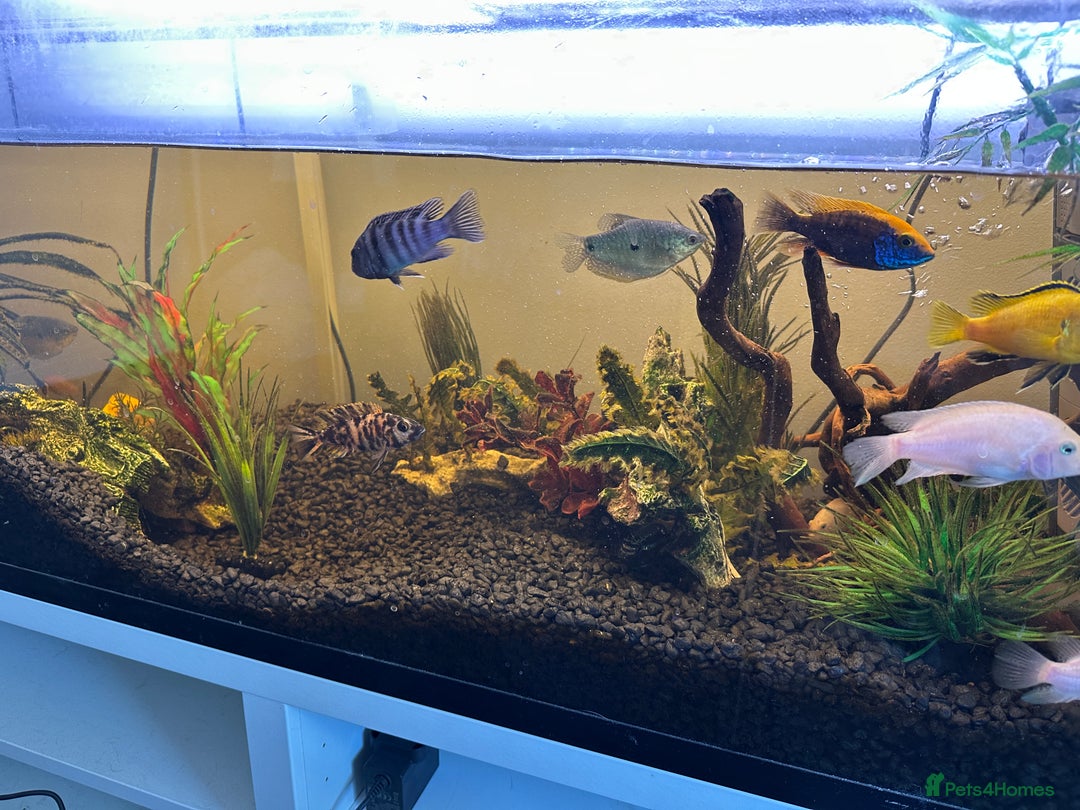 Cichlids fish for sale: Approx 25 cichlids of varying sizes  - Image 6