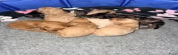 Mixed Breed dogs for sale: Tibetan Doodle’s Looking for their Forever Homes - Advert 15