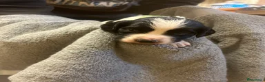 Cocker Spaniel 1