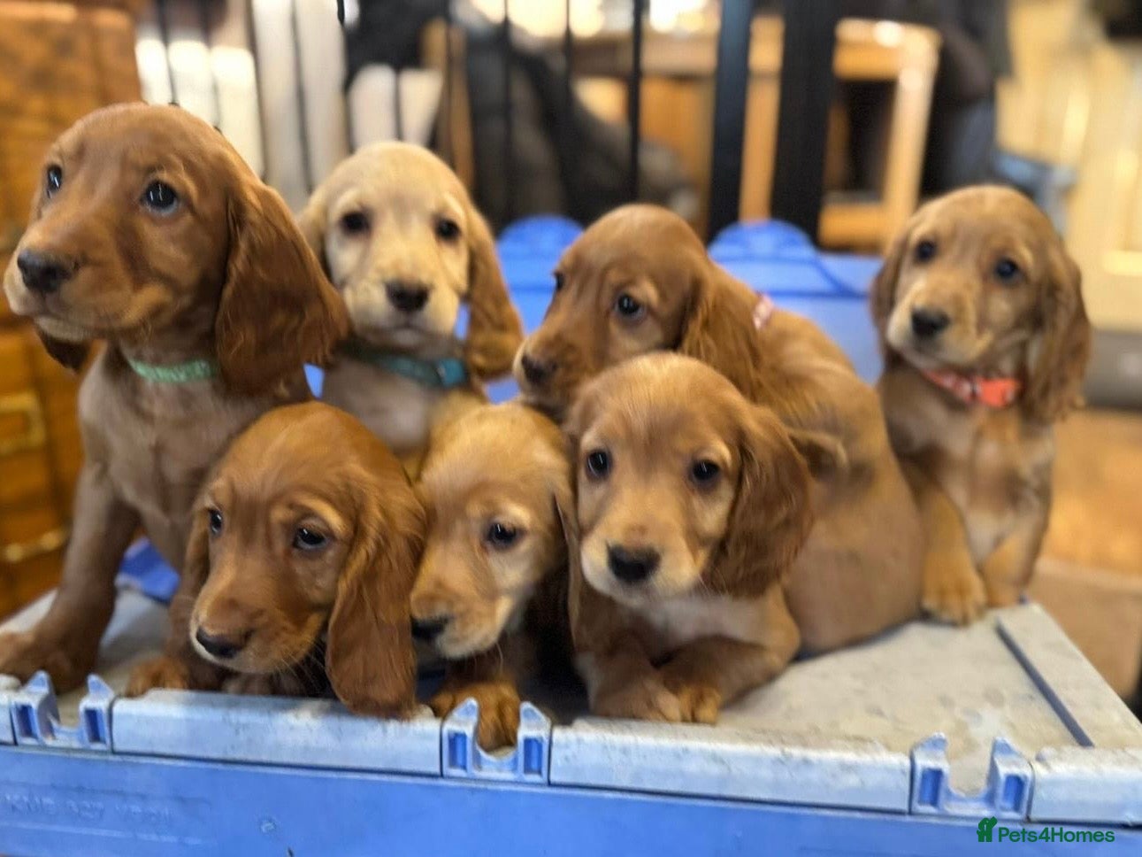 Cocker Spaniel dogs Golden Working Cocker Spaniel litter - Advert 1