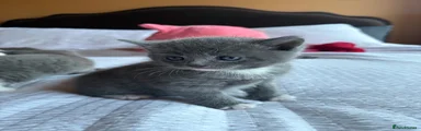 Full Grey 