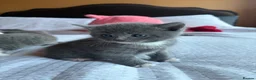 British Shorthair cats for sale: 3 Beautiful British Shorthair Babies 🐱 - Advert 6