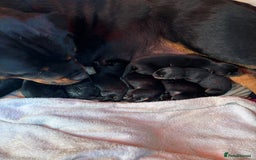 Rottweiler dogs for sale: World class KC male Puppy available  - Image 4