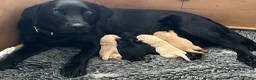 Labrador Retriever dogs for sale: Beautiful Labrador puppies in Bideford - Advert 1
