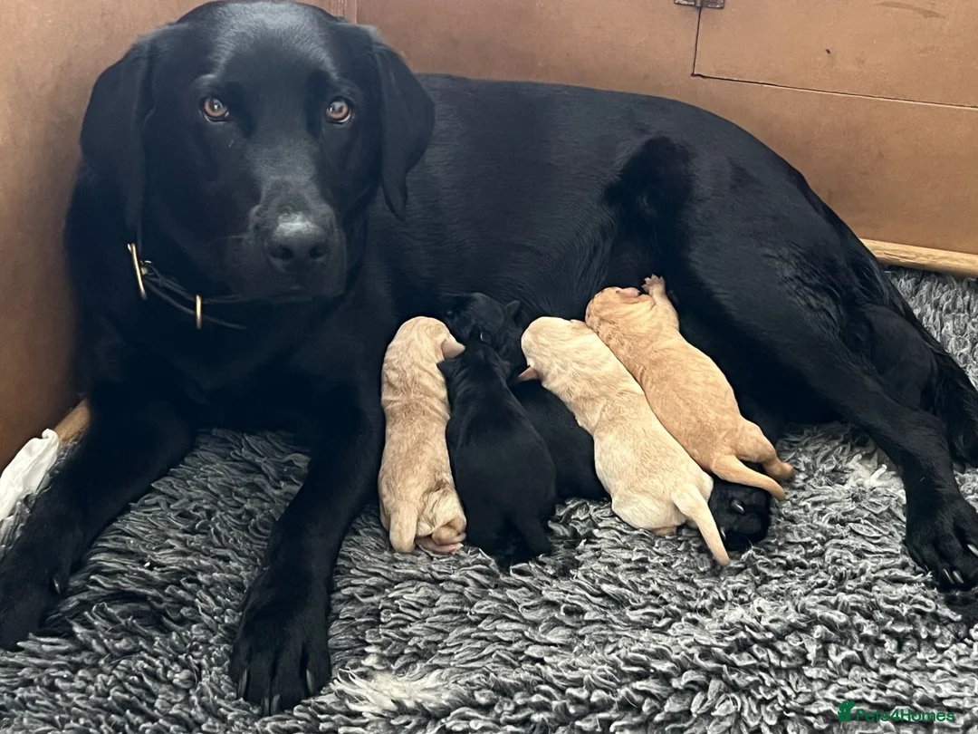 Labrador Retriever dogs for sale: Beautiful Labrador puppies in Bideford - Advert 1