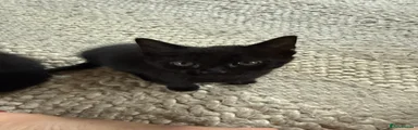 All Black Girl
