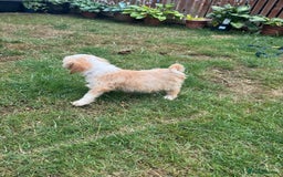 Tibetan Terrier dogs for sale: Tibetan terrier puppy. - Image 4