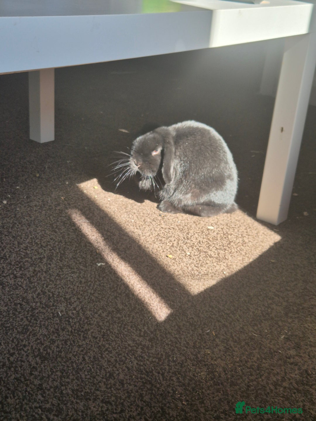 Mini Lop rabbits for sale: Rabbit for adoption - Advert 5