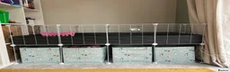 Guinea Pig rodents for sale: 2 male Teddy guinea pigs - Advert 6