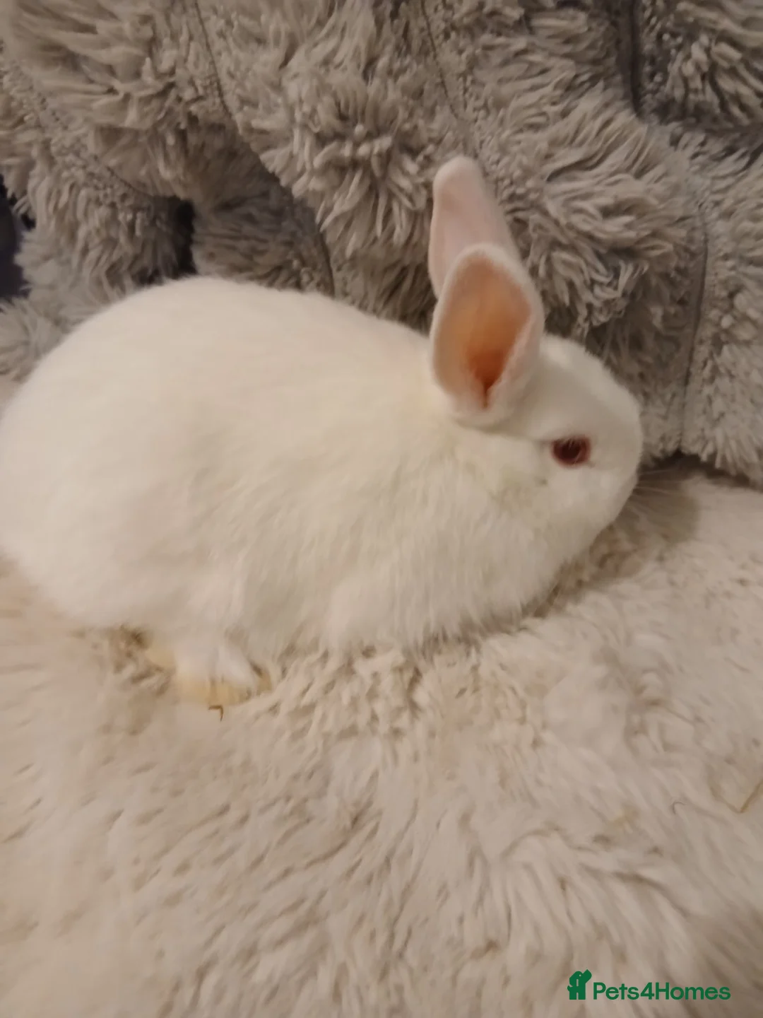 Mini Lop rabbits for sale: 3 baby Mini lop x netherland dwarf baby bunnies  - Advert 2