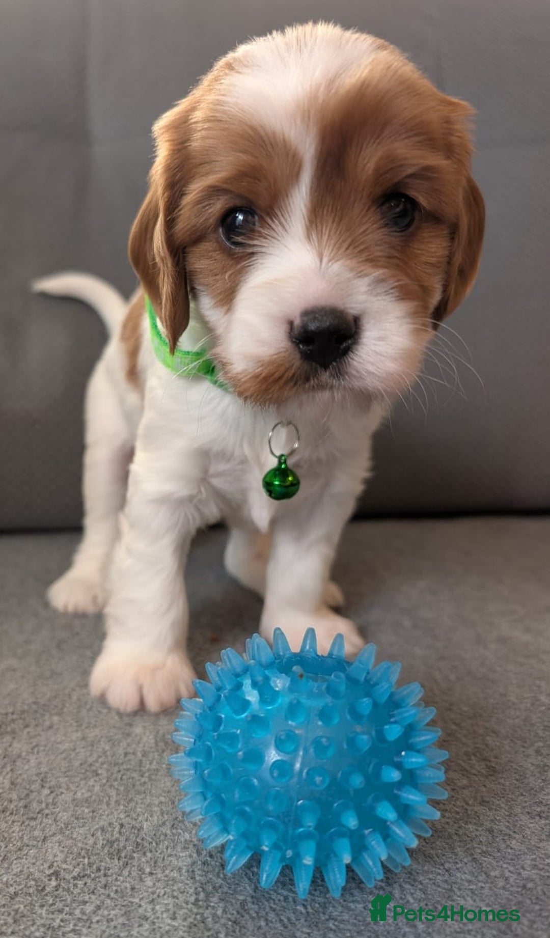 Cavapoo dogs for sale: F2 Cavapoo, Dog breeding license - Advert 30