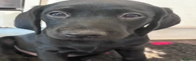 Labrador Retriever 6