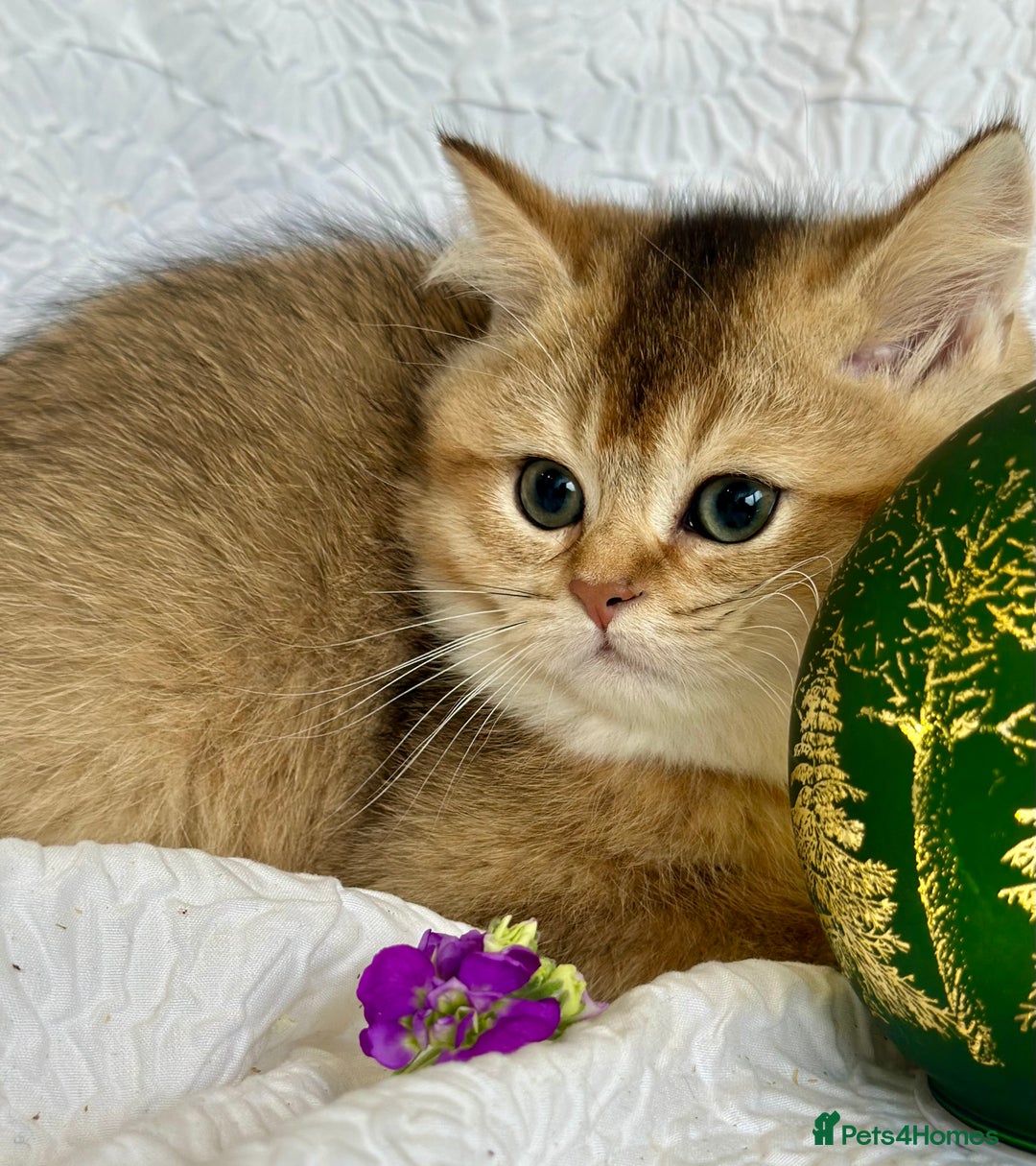 Scottish Fold cats for sale: 🌟Beautiful Scotish Fold/Straight Baby’s 🌟 - Advert 8