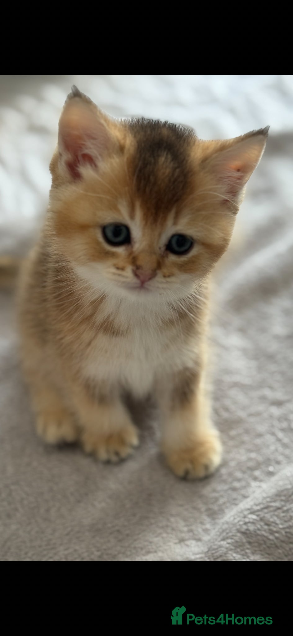 Scottish Fold Kitten 6