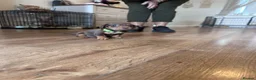 Miniature Dachshund dogs for sale: Beautiful chocolate mini dachshund puppy’s   - Advert 5