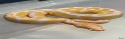 Python Snake reptiles for sale: Albino Clown het pied baby ball python - Advert 3