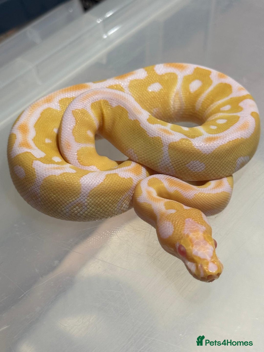 Python Snake reptiles for sale: Albino Clown het pied baby ball python - Advert 3