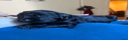 Flat coated Retriever dogs for sale: Flat coat retriever puppies for sale - Advert 7