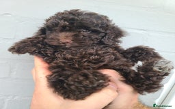 Cavapoo dogs for sale: Waitlist Jan/Feb 26.  F1B Cavapoo. Health Tested  - Advert 7