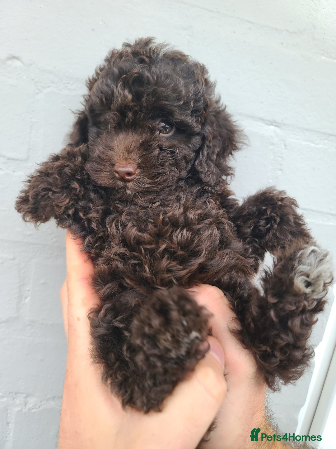 Cavapoo dogs for sale: Waitlist Jan/Feb 26.  F1B Cavapoo. Health Tested  - Advert 7