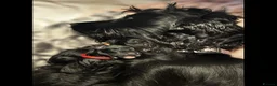 Cocker Spaniel dogs for stud: Cockapoo Stud in Runcorn - Advert 9