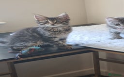 Maine Coon cats for sale: Ready to go now, Maine coon kittens - Image 12