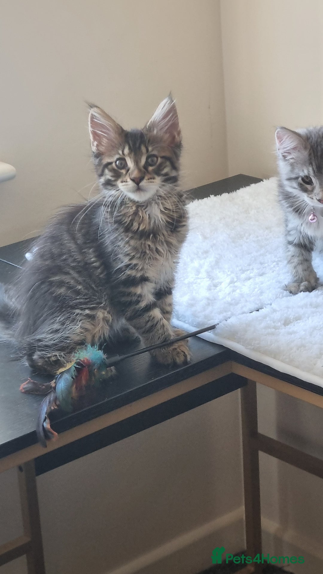 Maine Coon cats for sale: Ready to go now, Maine coon kittens - Image 12