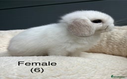 Mini Lop rabbits for sale: Stunning pure bred mini lops - Image 7