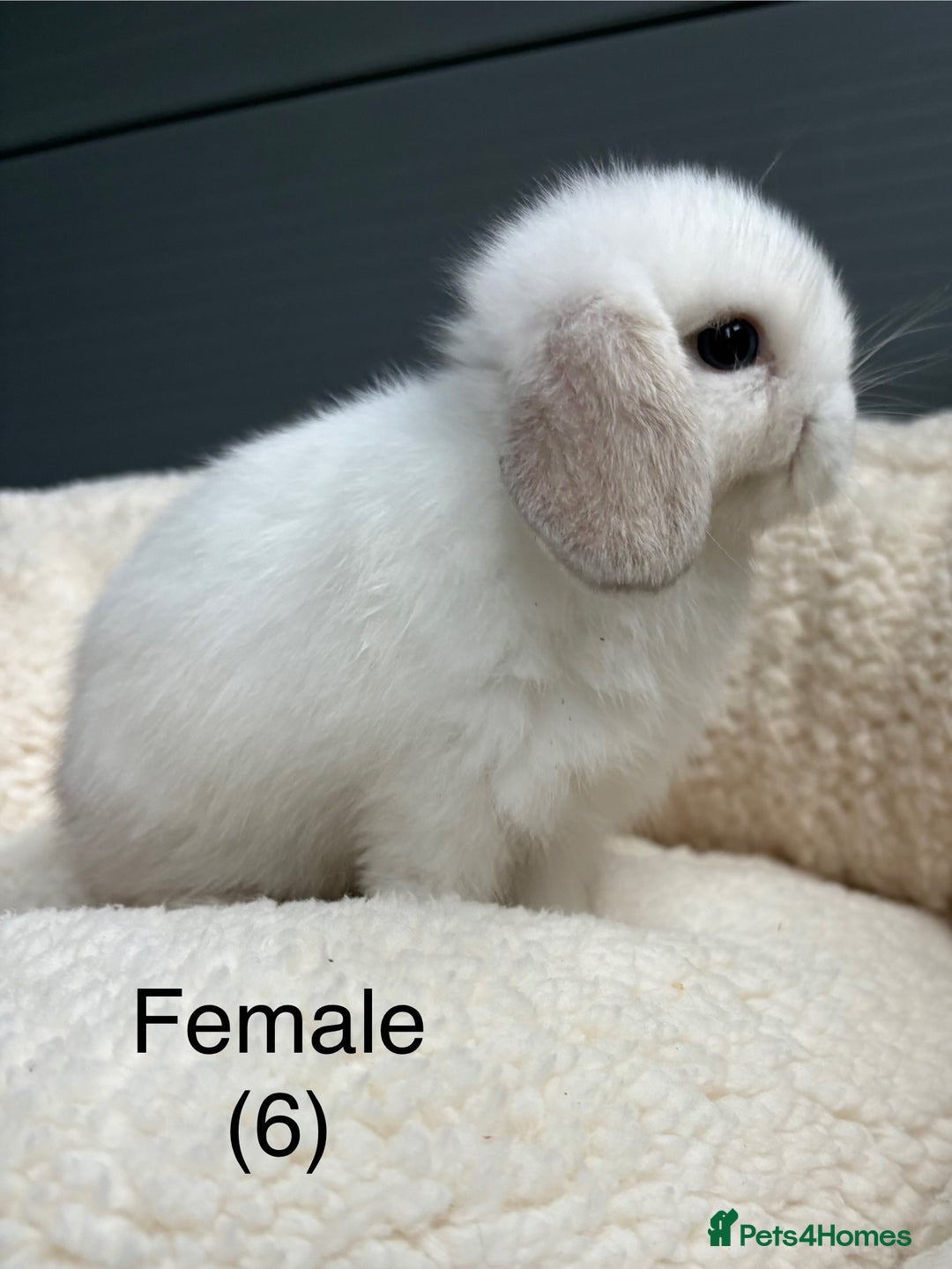 Mini Lop rabbits for sale: Stunning pure bred mini lops - Image 7