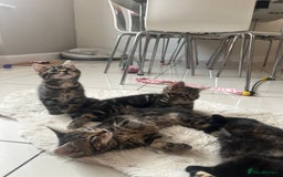 Mixed Breed cats for sale: 5 Adorable Mixed Breed Kittens - Image 25