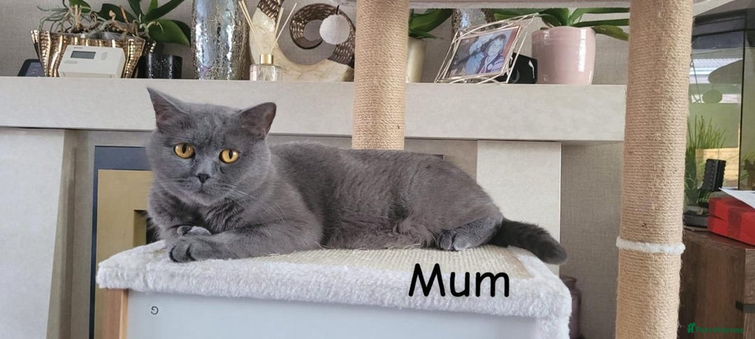 British Shorthair cats for sale: British shorthair kittens  - Image 8