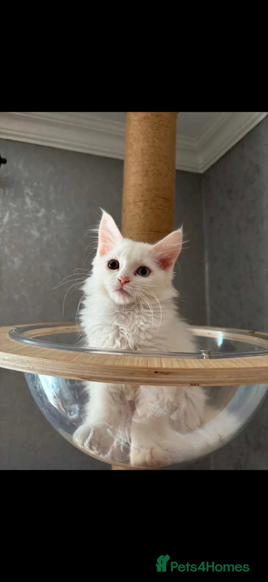 Maine Coon cats for sale: 3 stunning Maine coon kittens  - Advert 2