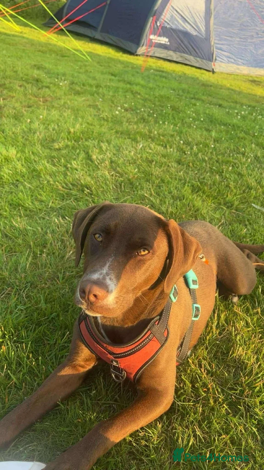 Mixed Breed dogs for sale: Lab x staffy x dalmatian  - Advert 2