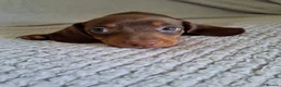 Dachshund dogs for sale: Puppies chocolate and black and tan dashounds  - Advert 8