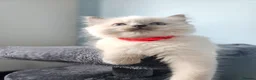 Ragdoll cats for sale: ❤️Beautiful RAGDOLL KITTEN ❤️ - Advert 21