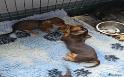 Miniature Dachshund dogs for sale: 4 beautiful wire haired daschunds  - Image 4