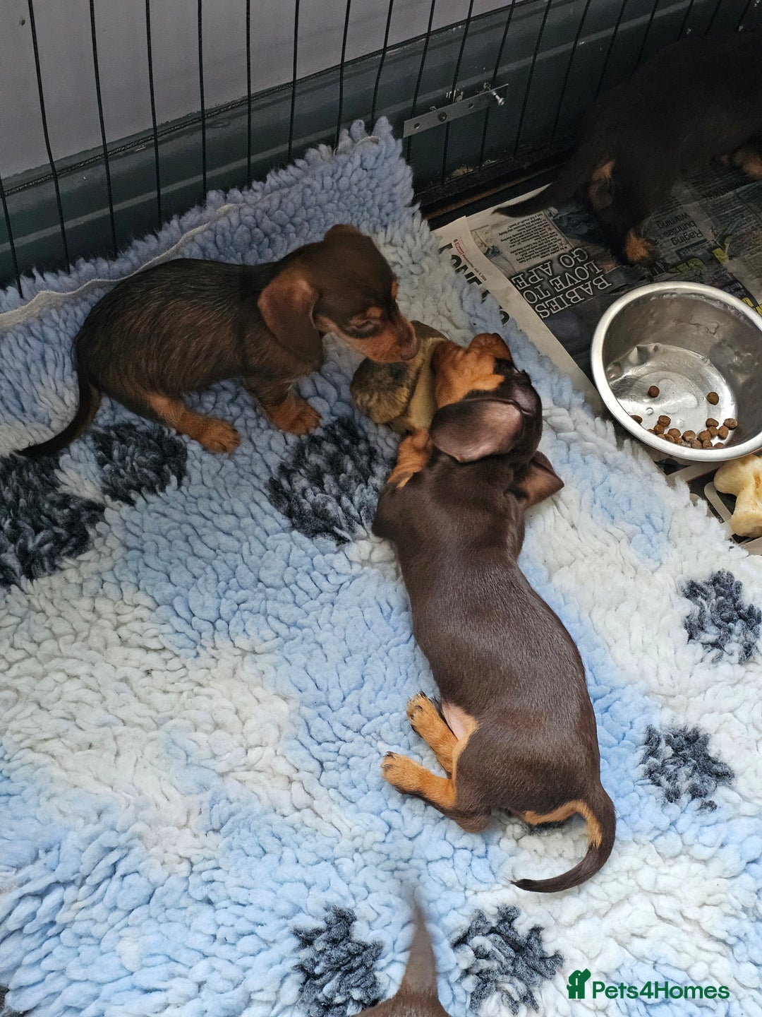 Miniature Dachshund dogs for sale: 4 beautiful wire haired daschunds  - Image 4