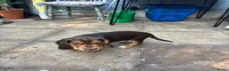 Bocker dogs for sale: Cocker spaniel cross beagle  - Advert 7