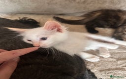 Ragdoll cats for sale: Ragdoll kitten  - Image 23