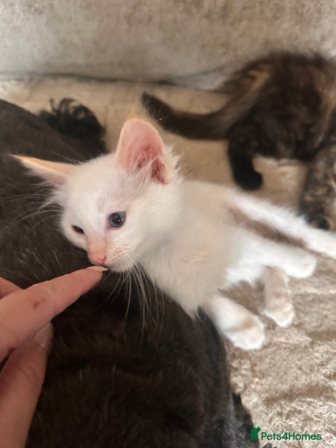 Ragdoll cats for sale: Ragdoll kitten  - Image 23