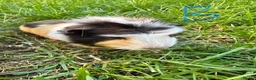Guinea Pig rodents for sale: Male Guinea Pigs For Sale  - Advert 9
