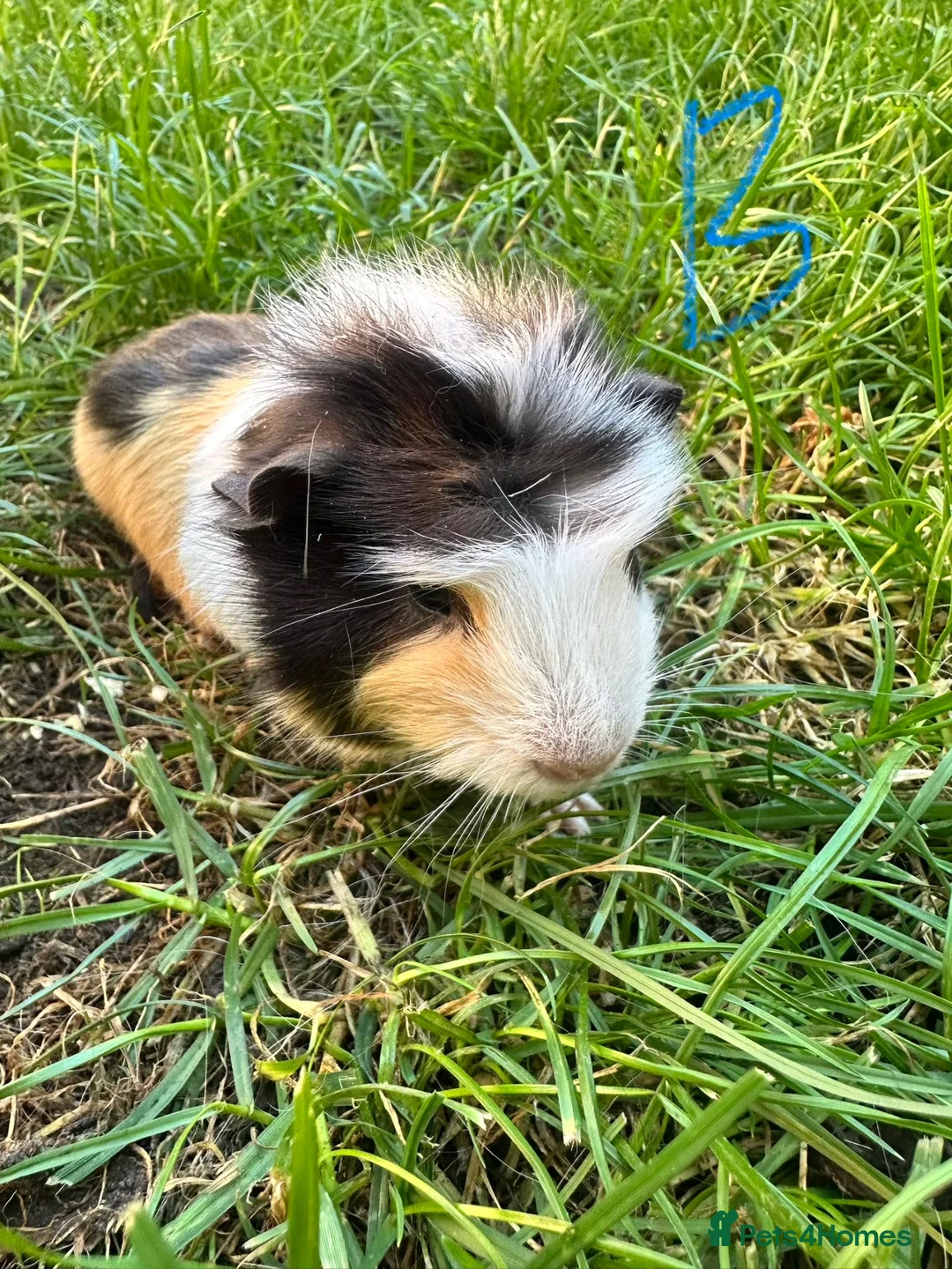 Guinea Pig rodents for sale: Male Guinea Pigs For Sale  - Advert 9