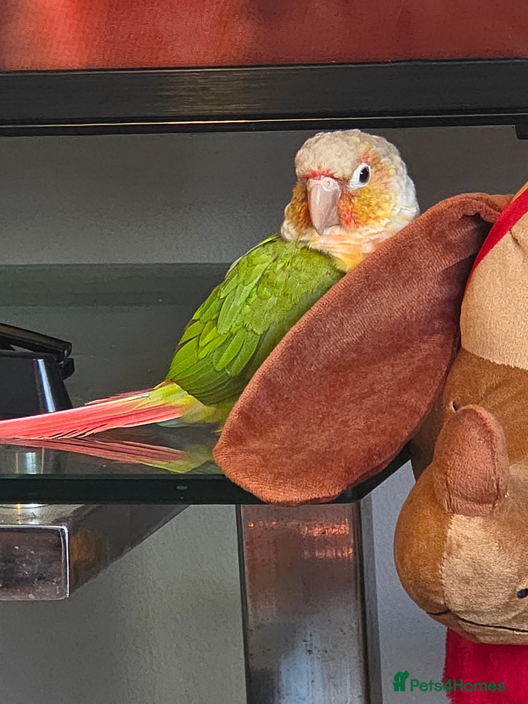 Conures birds for sale: Pineapple conures. Must go together. - Image 2