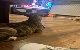 Mixed Breed dogs for sale: Bull whippet - Image 13