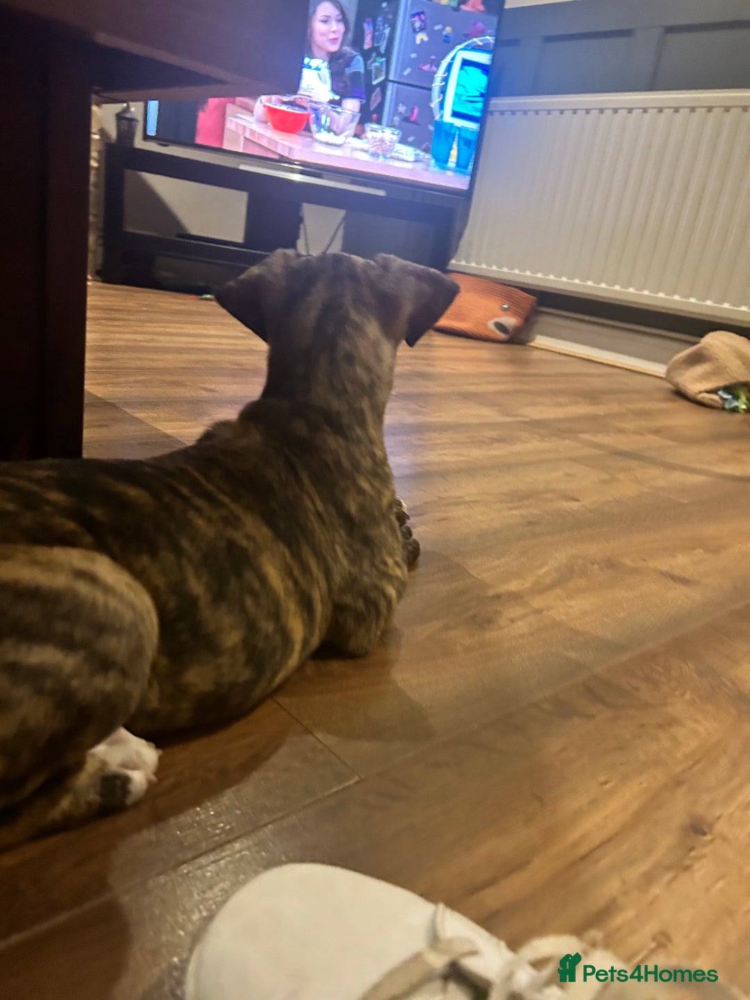 Mixed Breed dogs for sale: Bull whippet - Image 13