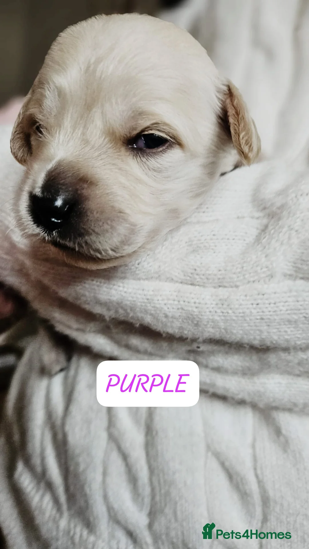Goldendoodle dogs for sale: F1B Goldendoodle puppies for sale - Advert 2